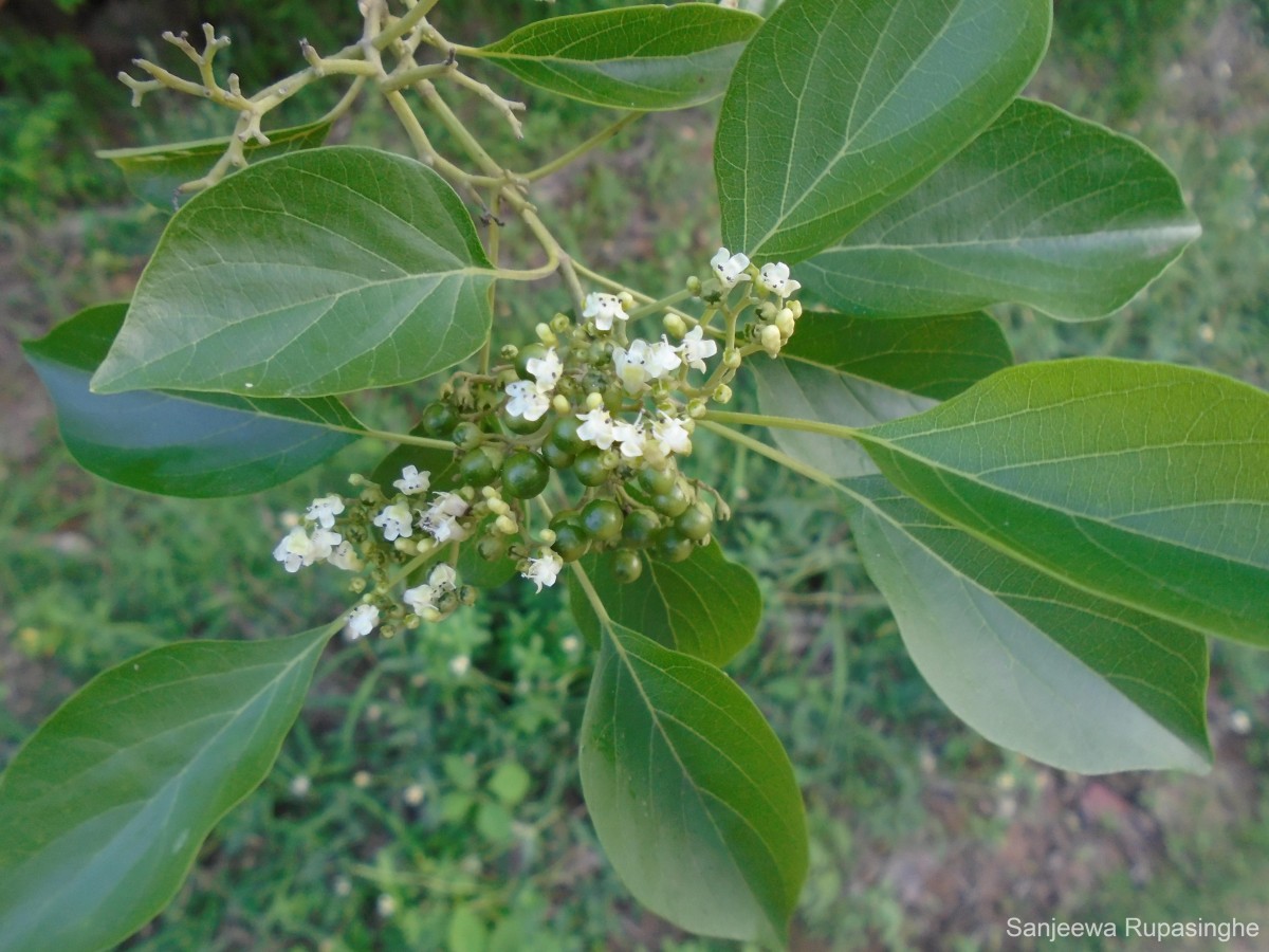 Premna mollissima Roth